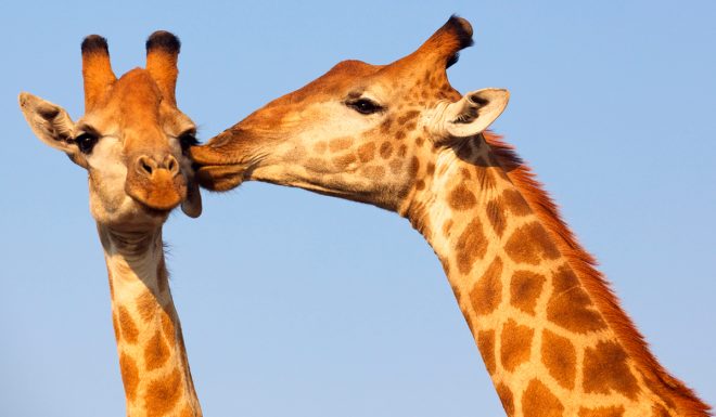 El 96% de la población de jirafas se extinguió el chiltepin