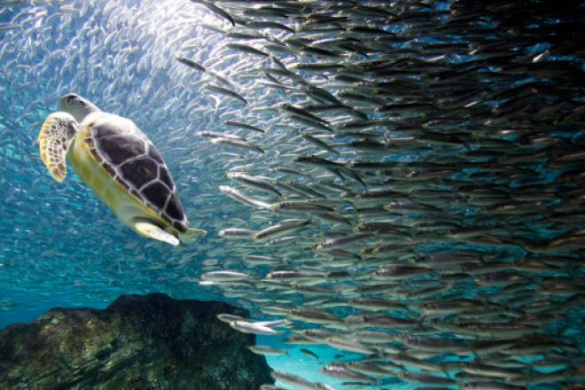 Calentamiento provoca migración de fauna marina el chiltepin