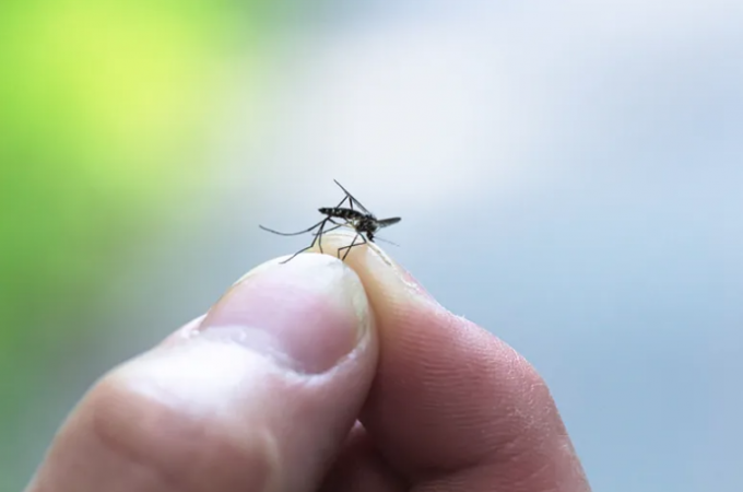 Confirman contagios de virus del oeste del Nilo el chiltepin