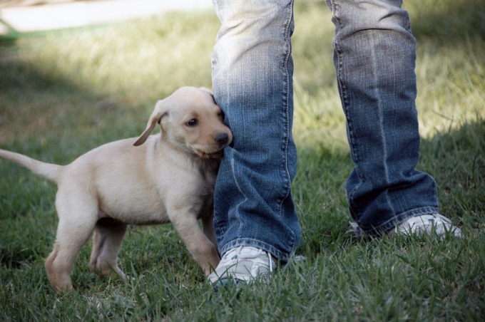 Perros detectan angustia emocional en sus dueños el chiltepin