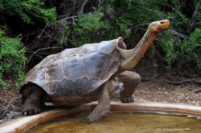 Diego, la centenaria tortuga que salvó a su especie el chiltepin