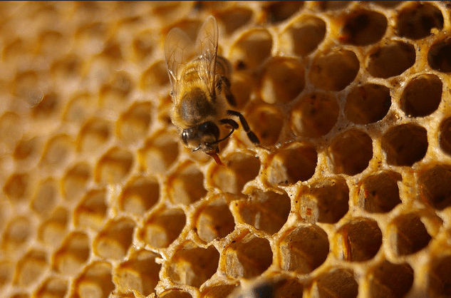 Investigan efectos de la jalea real contra el cáncer el chiltepin